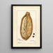 Reproduction of the painting Adansonia digitata - Amanda Almira Newton