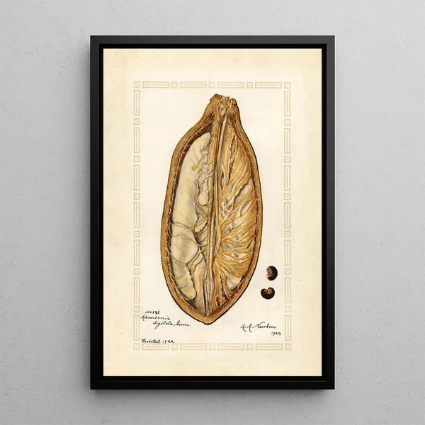 Reproduction of the painting Adansonia digitata - Amanda Almira Newton