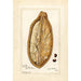Reproduction of the painting Adansonia digitata - Amanda Almira Newton