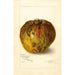 Annona reticulata - Amanda Almira Newton — artwork view
