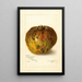 Annona reticulata - Amanda Almira Newton — framed artwork on a wall