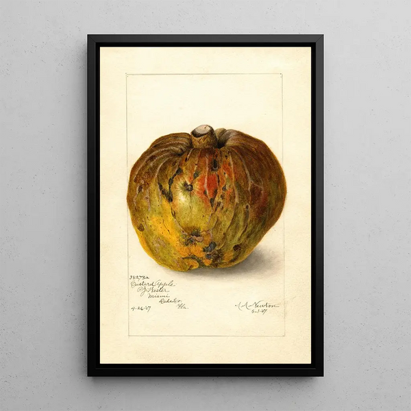 Annona reticulata - Amanda Almira Newton — framed artwork on a wall