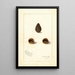 Arachis - Amanda Almira Newton — framed artwork on a wall