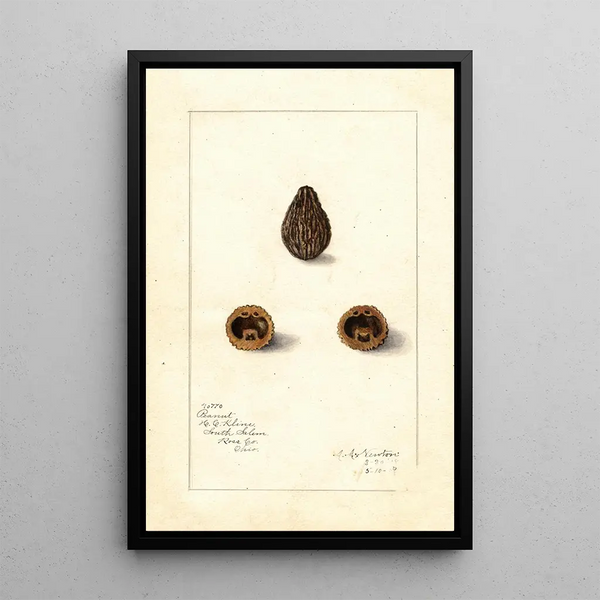Arachis - Amanda Almira Newton — framed artwork on a wall