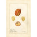 Blighia sapida Savoury - Amanda Almira Newton | Painting — artwork view