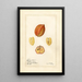 Blighia sapida Savoury - Amanda Almira Newton | Painting — framed artwork on a wall