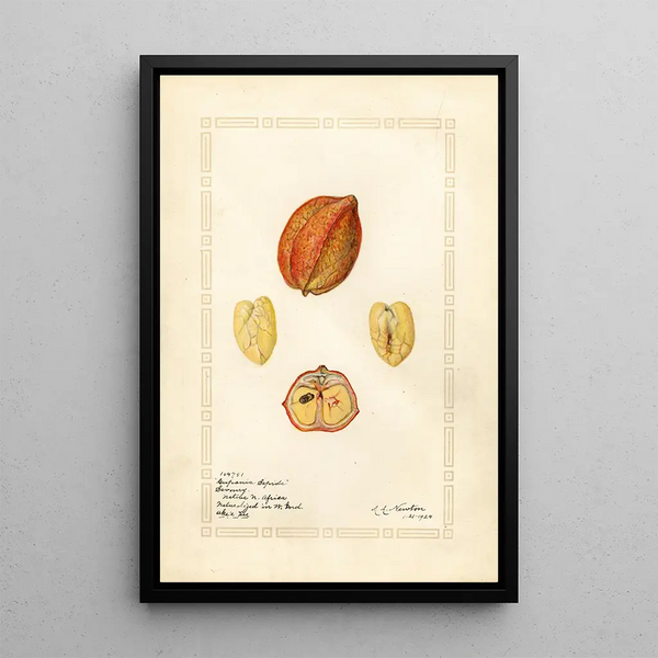Blighia sapida Savoury - Amanda Almira Newton | Painting — framed artwork on a wall