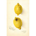 Citrus aurantiifolia - Amanda Almira Newton — artwork view