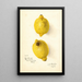 Citrus aurantiifolia - Amanda Almira Newton — framed artwork on a wall