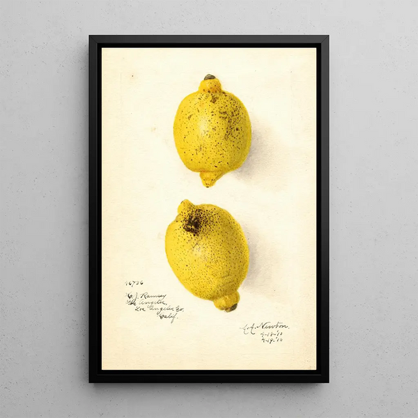 Citrus aurantiifolia - Amanda Almira Newton — framed artwork on a wall