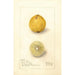 Citrus aurantiifolia Giant - Amanda Almira Newton — artwork view