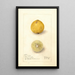 Citrus aurantiifolia Giant - Amanda Almira Newton — framed artwork on a wall