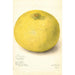 Reproduction of the painting Citrus grandis 11668 Large - Amanda Almira Newton