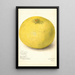 Reproduction of the painting Citrus grandis 11668 Large - Amanda Almira Newton