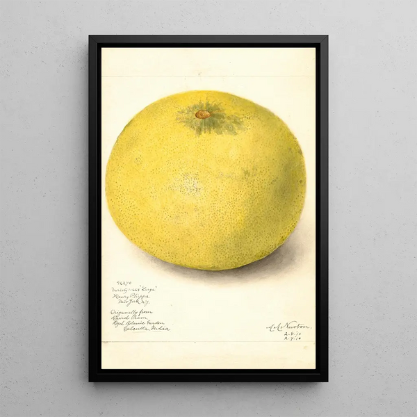 Reproduction of the painting Citrus grandis 11668 Large - Amanda Almira Newton