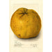 Citrus grandis Alamoen - Amanda Almira Newton — artwork view