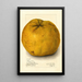 Citrus grandis Alamoen - Amanda Almira Newton — framed artwork on a wall