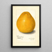 Reproduction of the painting Citrus grandis Chinese - Amanda Almira Newton