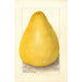 Citrus grandis Chinese Shaddock - Amanda Almira Newton — artwork view