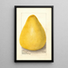 Citrus grandis Chinese Shaddock - Amanda Almira Newton — framed artwork on a wall
