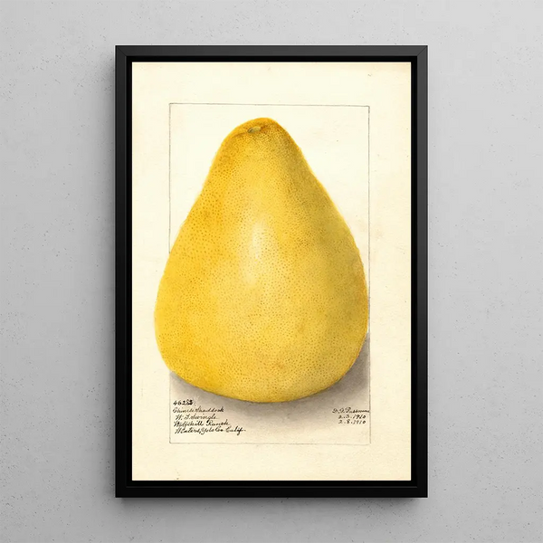 Citrus grandis Chinese Shaddock - Amanda Almira Newton — framed artwork on a wall