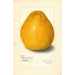 Reproduction of the painting Citrus grandis Chinese - Amanda Almira Newton