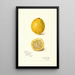 Reproduction of the painting Citrus limon - Amanda Almira Newton