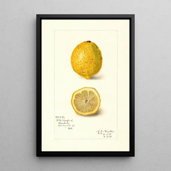 Reproduction of the painting Citrus limon - Amanda Almira Newton