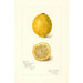 Reproduction of the painting Citrus limon - Amanda Almira Newton