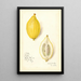 Reproduction of the painting Citrus lemon Etrog - Amanda Almira Newton