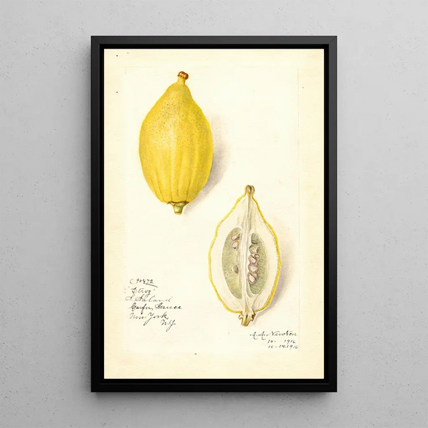 Reproduction of the painting Citrus lemon Etrog - Amanda Almira Newton