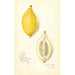 Reproduction of the painting Citrus lemon Etrog - Amanda Almira Newton