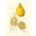 Citrus limon Lisbon - Amanda Almira Newton — artwork view