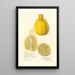 Citrus limon Lisbon - Amanda Almira Newton — framed artwork on a wall