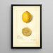 Reproduction of the painting Citrus limon Villa France - Amanda Almira Newton