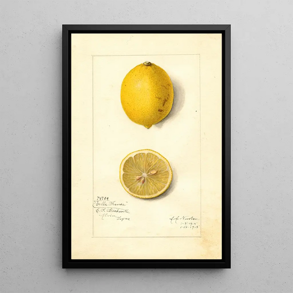 Reproduction of the painting Citrus limon Villa France - Amanda Almira Newton