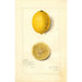 Reproduction of the painting Citrus limon Villa France - Amanda Almira Newton