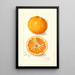 Reproduction of the painting Citrus nobilis King - Amanda Almira Newton | Painting