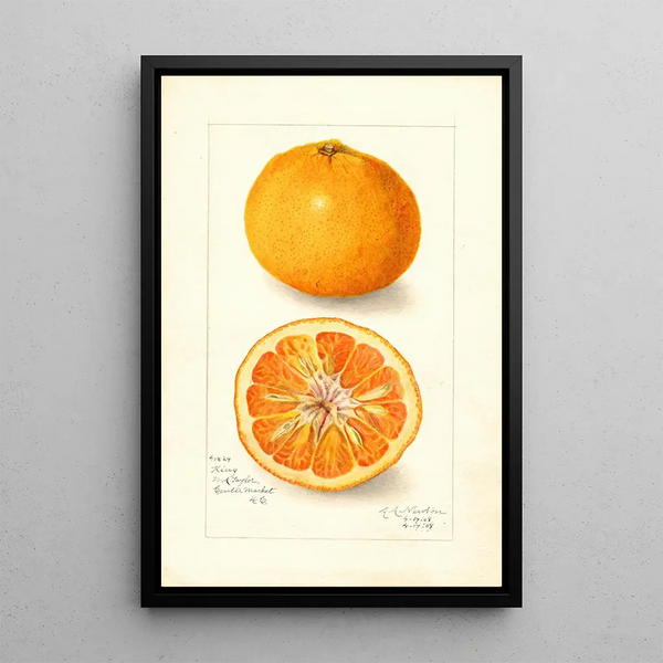 Reproduction of the painting Citrus nobilis King - Amanda Almira Newton | Painting