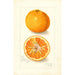 Reproduction of the painting Citrus nobilis King - Amanda Almira Newton | Painting