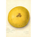 Citrus paradisi - Amanda Almira Newton — artwork view