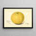 Citrus paradisi Davis Seedless - Amanda Almira Newton — framed artwork on a wall