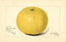Citrus paradisi Davis Seedless - Amanda Almira Newton — artwork view