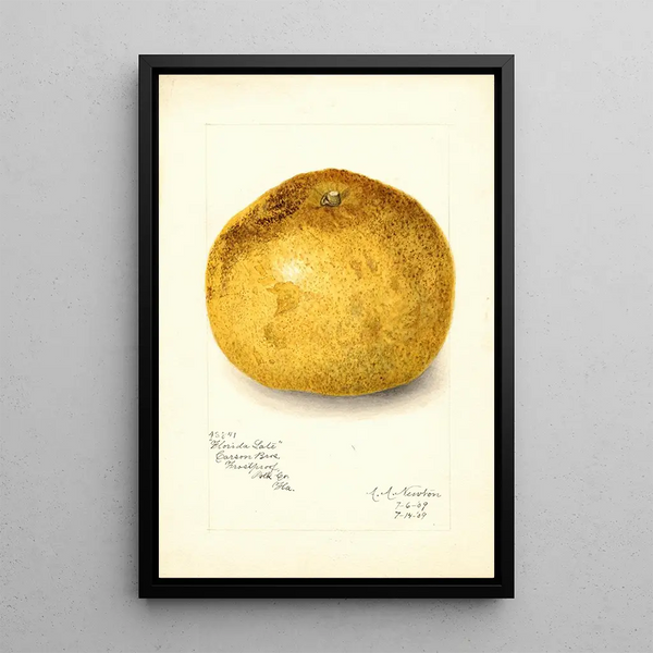 Reproduction of the painting Citrus paradisi Florida Late - Amanda Almira Newton