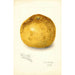 Reproduction of the painting Citrus paradisi Florida Late - Amanda Almira Newton