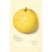 Citrus paradisi Inman - Amanda Almira Newton — artwork view