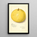 Citrus paradisi Inman - Amanda Almira Newton — framed artwork on a wall