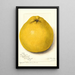 Reproduction of the painting Citrus paradisi Marsh Seedless - Amanda Almira Newton