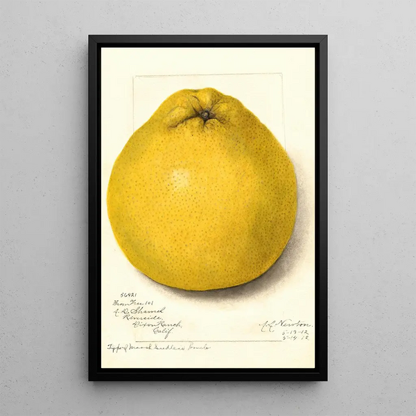 Reproduction of the painting Citrus paradisi Marsh Seedless - Amanda Almira Newton