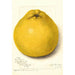 Reproduction of the painting Citrus paradisi Marsh Seedless - Amanda Almira Newton